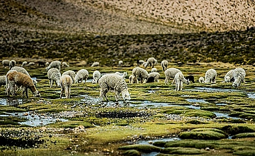 Camino al Colca en Arequipa: bofedales andinos con alpacas