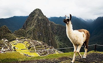 Llama en Machu Picchu con vista panorámica de la ciudadela