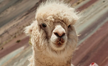 Alpaca en Vinicunca, Cusco: Montaña de 7 Colores de fondo